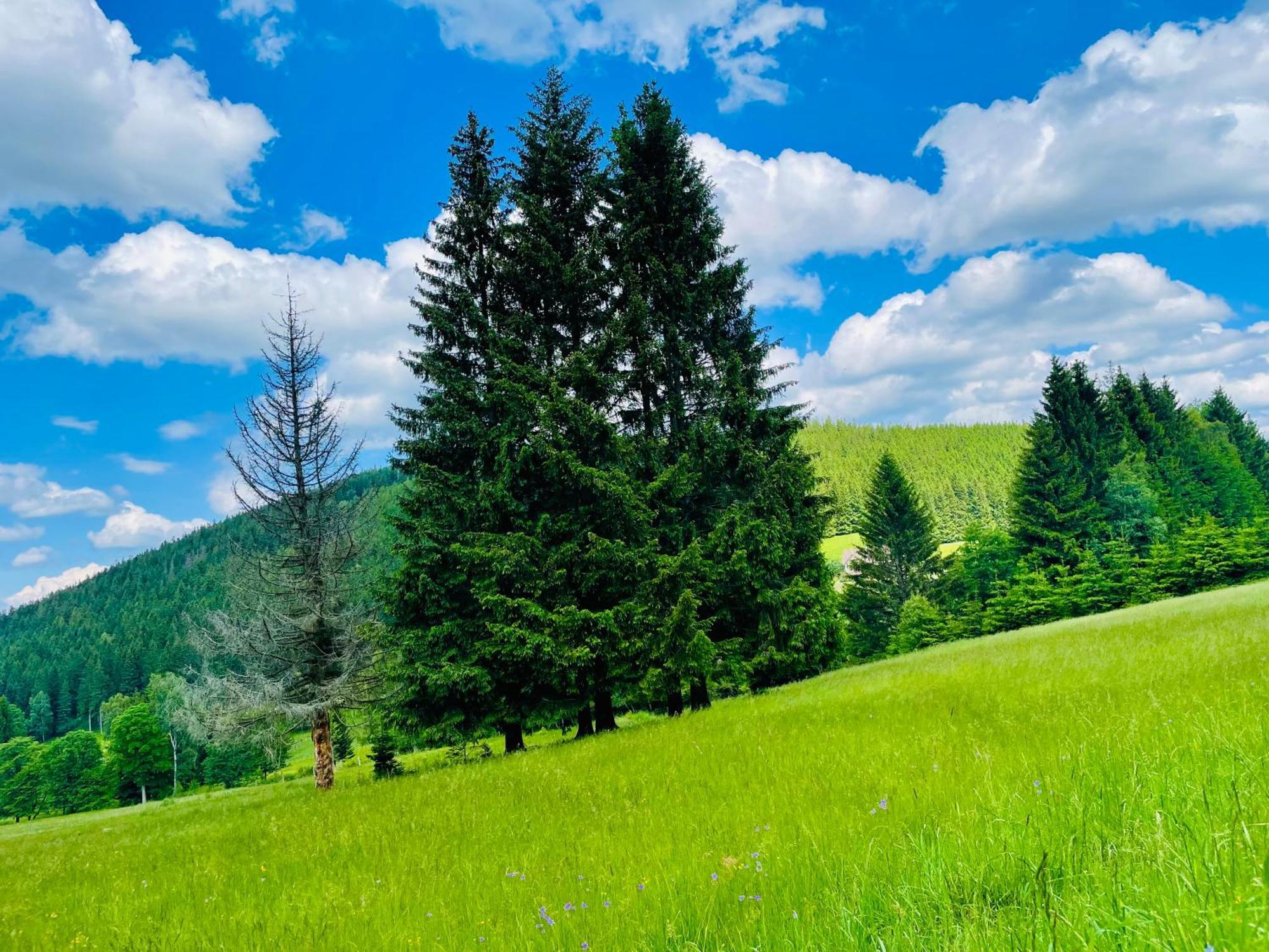 Gorska Cisza - Duzy, Komfortowy, Wyjatkowy Apartament Строне-Слёнске Экстерьер фото